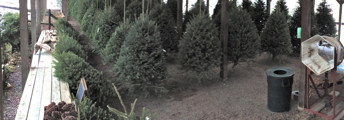 Herbeins Christmas trees