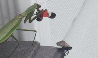 Spotted Lanternfly eaten by praying mantis