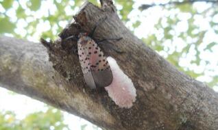 Spotted Lanternfly laying eggs- Photo Credit: Christine Kuhns