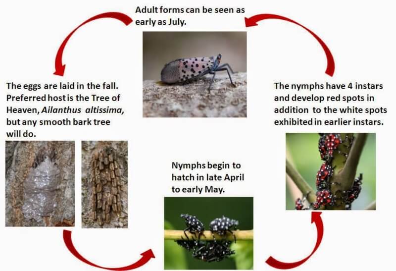 Spotted lanternfly lifecycle Lehigh Valley Pa