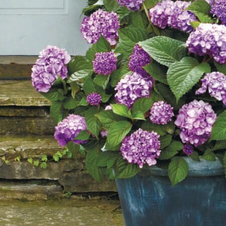 Top 10 Tips for Planting Shrubs, Trees and Perennials in Summer