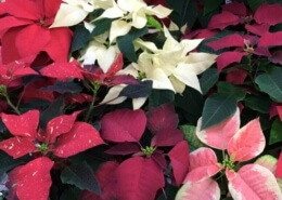 Herbeins Holiday Poinsettias Lehigh Valley Pa