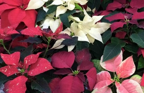 Herbeins Holiday Poinsettias Lehigh Valley Pa