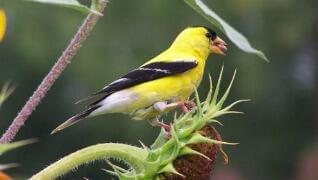 American yellow goldfinch bird birdseed Herbeins Garden Center Emmaus PA