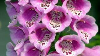 Digitalis foxglove purple Herbeins Garden Center Emmaus PA