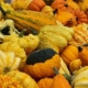 Fall Gourds Pumpkins Herbeins Garden Center Lehigh Valley Emmaus PA