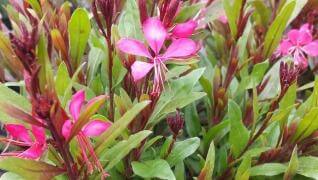 Gaura Lindheimeri pink perennial Herbeins Garden Center Emmaus Pa