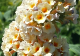 Honeycomb butterfly bush Herbeins Garden Lehigh Valley Pa
