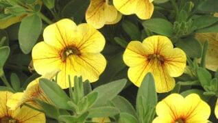 calibrachoa million bells yellow annuals Herbeins Garden Center Emmaus PA