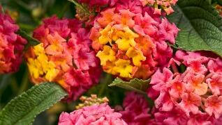 lantana berry blend Pink Orange Red Annuals Flowers Herbeins Garden Center Emmaus Pa