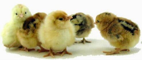 Araucana-Ameraucanas Easter Chicks Herbeins Garden Center Pa