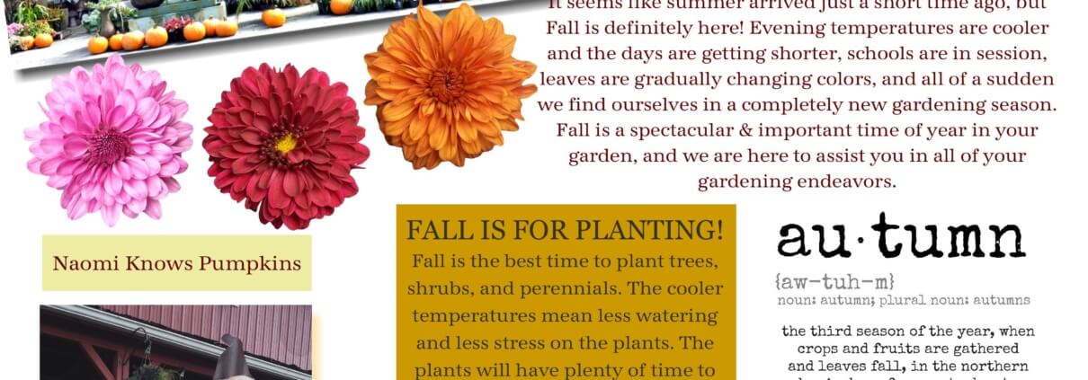 Fall Newsletter 2016 2-001 Herbein's Garden Emmaus Pa