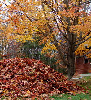 Raking fall leaves