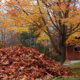 Raking fall leaves