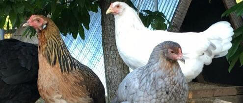 Whiting True Blue Chickens Herbeins Garden Center Pa