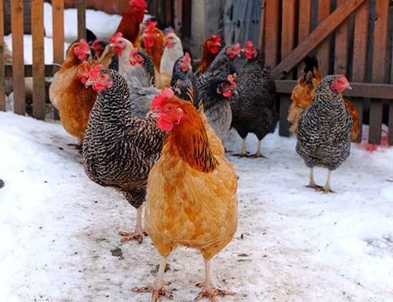 Chicken Coop in Snow Herbeins Garden Lehigh Valley Pa