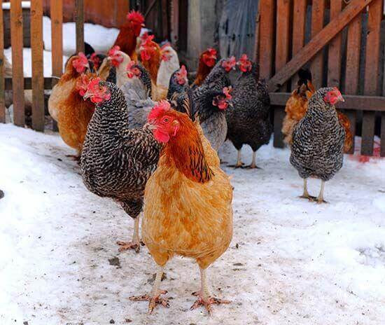 Chicken Coop in Snow Herbeins Garden Lehigh Valley Pa