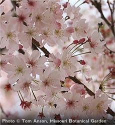 Autumn Flowering Cherry Tree Spring Shade Pink Ornamental Herbeins Garden Center Emmaus Pa