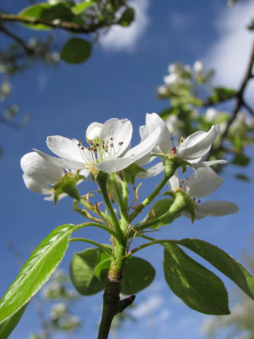 Cleveland Select Flowering Pear Tree Shade Spring Herbeins Garden Center Emmaus Pa