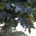 Crimson King Norway Maple Shade Tree Herbeins Garden Center Emmaus PA
