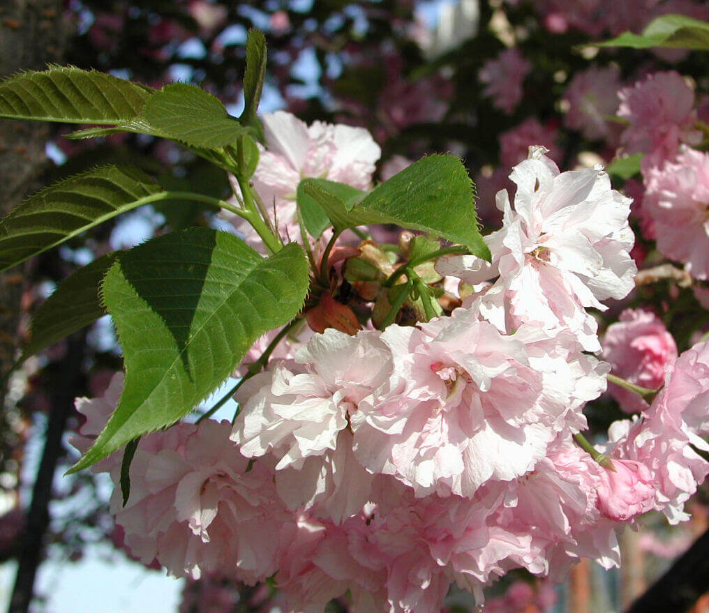 Kwanzan Cherry Tree Pink Flowering Herbeins Garden Center Emmaus Pa