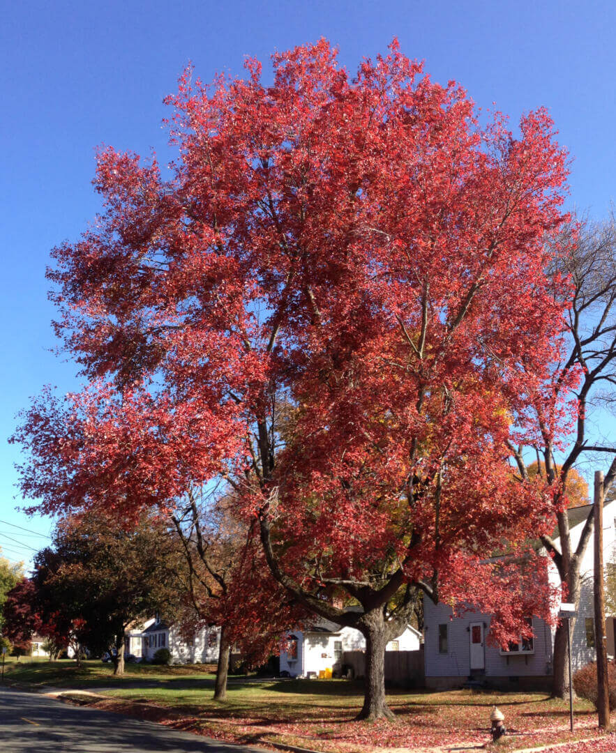 October Glory Red Maple Shade Tree Herbeins Garden Center Emmaus PA