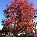 October Glory Maple Shade Tree Herbeins Garden Center Emmaus Pa