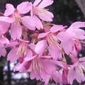 Okame Cherry Tree Pink Flowering Spring Herbeins Garden Center Emmaus Pa