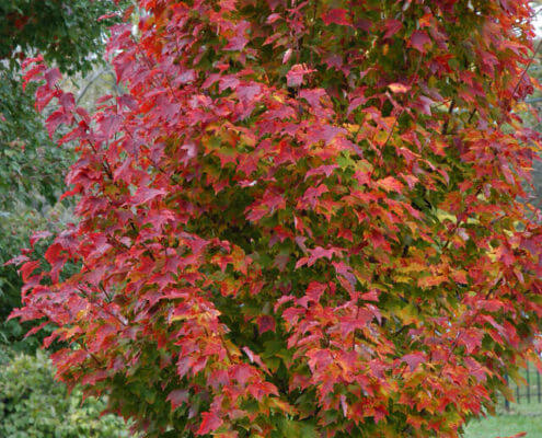 Red Rocket Maple acer rubrum Herbeins Garden Center Emmaus Pa