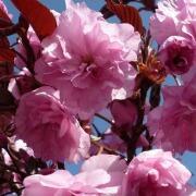 Royal Burgundy Cherry Spring Pink Flowering Tree Herbeins Garden Center Emmaus Pa