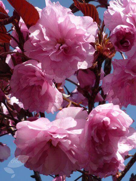 Royal Burgundy Cherry Spring Blooming Tree Pink Flowers Herbeins Garden Center Emmaus Pa