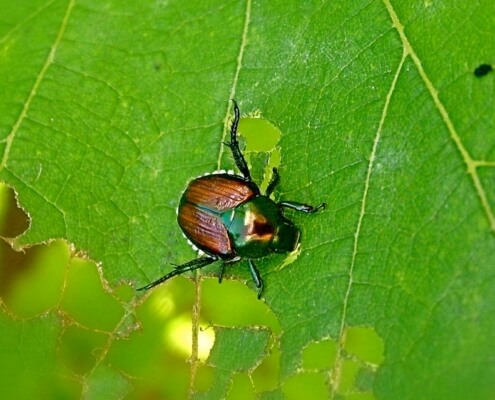 japanese-beetle damage Herbeins Garden Center Emmaus PA