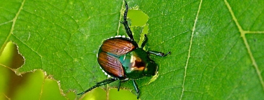 japanese-beetle damage Herbeins Garden Center Emmaus PA