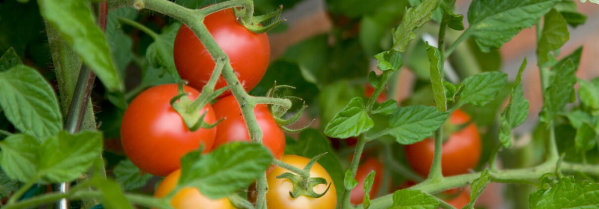 Homegrown Tomatoes Herbeins Garden Center Emmaus Pa