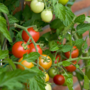 Homegrown Tomatoes Herbeins Garden Center Emmaus Pa