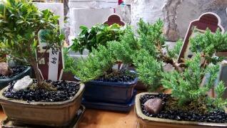Indoor Bonsai Plants Tropical Herbeins Garden Canter Emmaus Pa