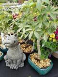 Bonsai Statuary Tropical Herbeins Garden Center Emmaus Pa