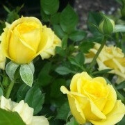 Yellow rose bush plant Herbeins Garden Center Emmaus Pa
