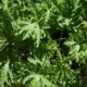 Citronella Plant Scented Mosquito repellent Herbeins Garden Center Emmaus Pa