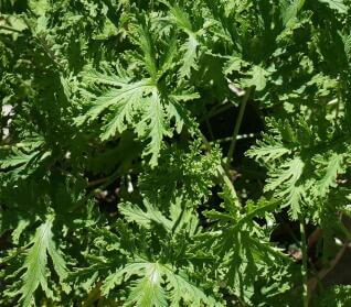 Citronella Plant Scented Mosquito repellent Herbeins Garden Center Emmaus Pa