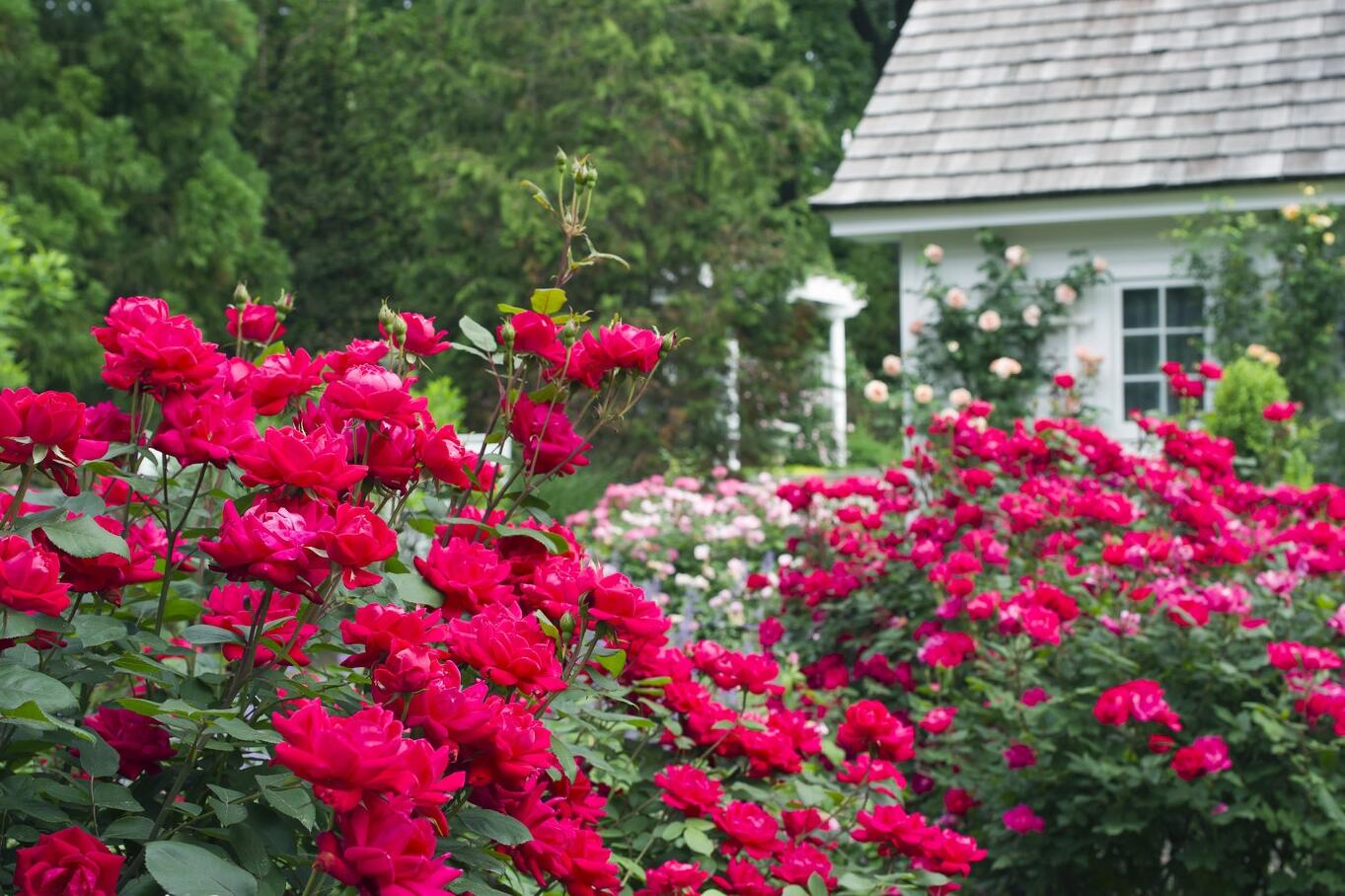 Knock-Out Roses Herbein's Garden Center