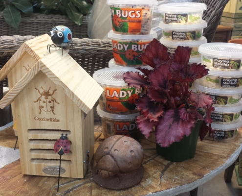 Ladybugs & Houses Herbeins Garden Center