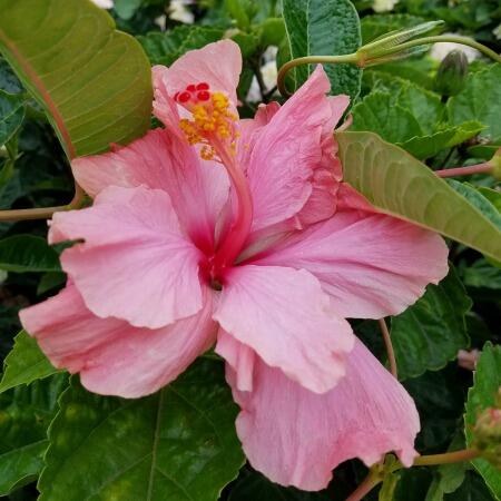 Hibiscus Tropical Sale Herbeins Garden Center