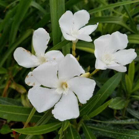 White Oleander Tropical Sale Herbeins Garden Center