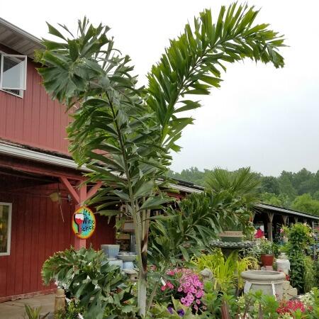 Foxtail Palm Tropical Sale Herbeins Garden Center