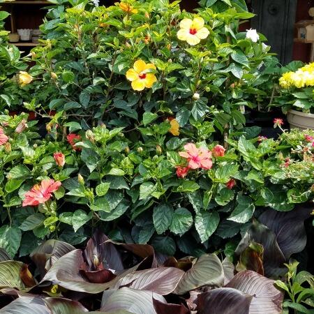 Hibiscus Tropical Sale Herbeins Garden Center