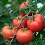 Tomatoes Herbeins Garden Center