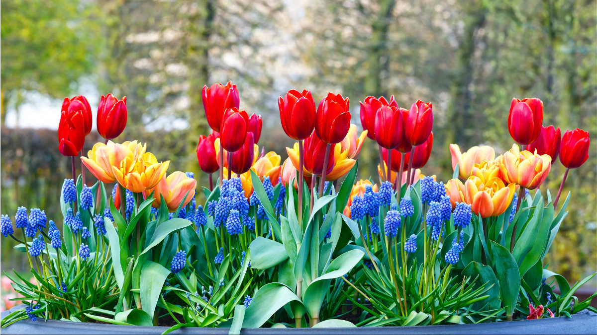 Plant Fall Bulbs to Brighten Your Spring