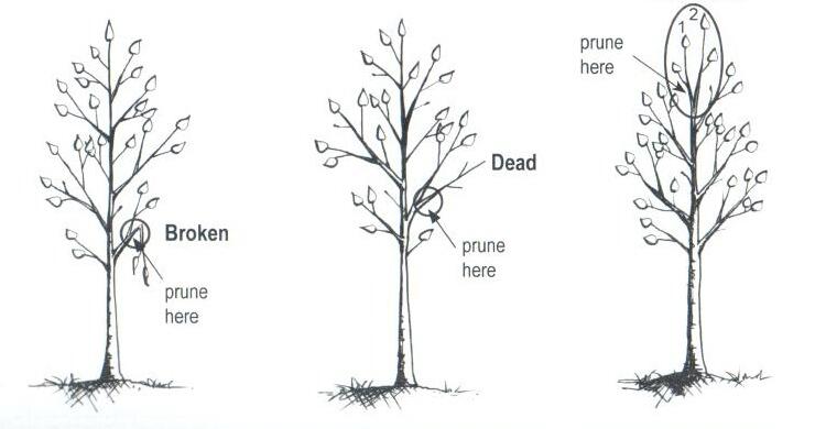 Herbeins Garden Center Tree Guide Pruning
