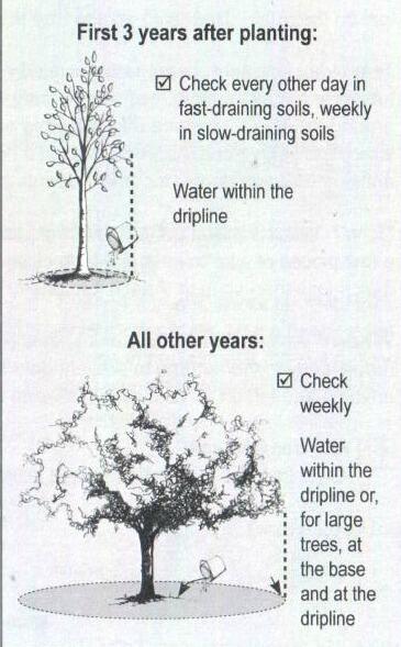 Herbeins Garden Center Tree Guide Watering